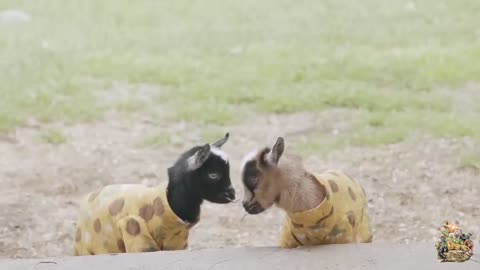 Adorable Baby Goat tries to eat a Carrot Slice