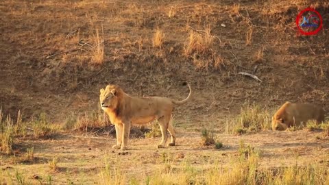 Epic Wildlife Encounters in Africa's Crown Jewel: Kruger's Wild Wonders