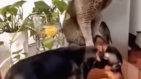 面白い😂新しい動物犬と猫😺🐶のおかしなビデオ