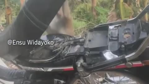 Monkey buried under bike seat