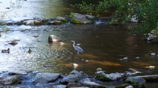 A beautiful heron roams the lake in the company of ducks