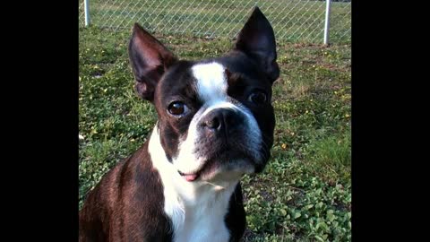 Boston Terrier Top 10 Amazing Facts....