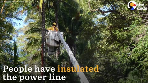 Baby Monkey And Her Mom Shocked By Power Lines