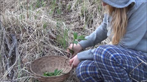 Picking Spring Greens in Alaska with yukonjef