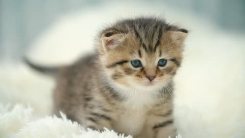 Little sweet kitty on a blanket