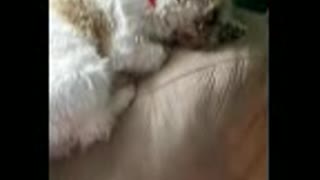 Dog wipes away kisses from owner
