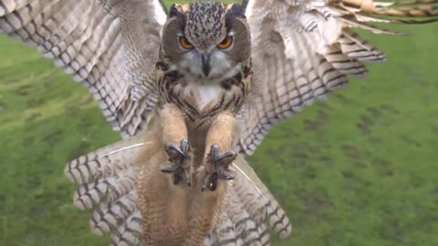 Eagle owl in flight high speed camera AMAZING slow motion camera