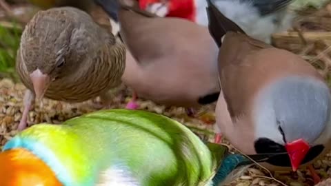 Gouldian finch and red crested cardinal