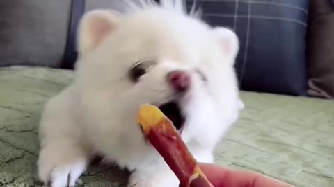 Very funny videos of cute baby dog.🤓🤣🐈