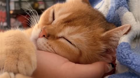 Paws and Dreams: Watching My Cat Sleep Peacefully