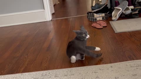 Porkchop the Kitten Responds to Cat Translator App