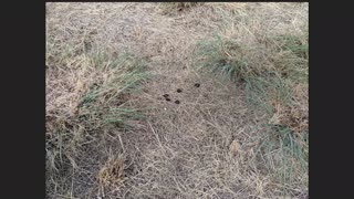 Guided Walk - Coffey Road Revegetation Project Part 1