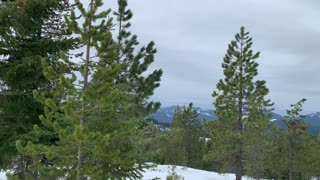 What Kind of Bird is This? – Central Oregon – Potato Hill Sno-Park – 4K
