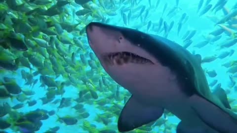 Shark warns a diver by revealing its death-bringing teeth to the camera.