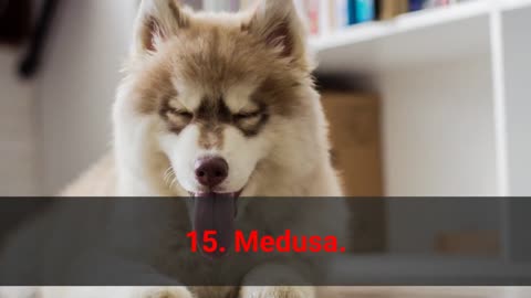 TOP 50 Badass Dog Names For Female!