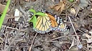 Monarch release first flight