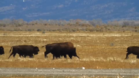 Buffalo Stampede