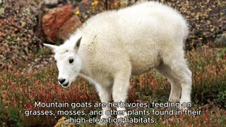 MOUNTAIN GOAT