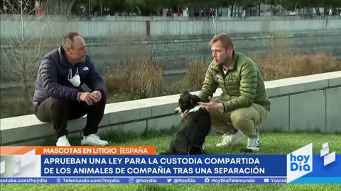 Aprueban una ley para compartir custodia de las mascotas en España