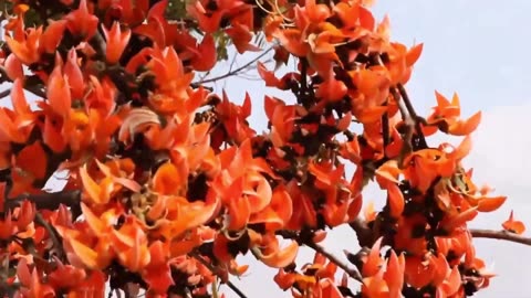 Butea Monosperma, Flame Of The Forest Flowering Parrot Garden Tree