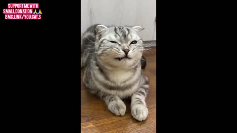 "Ultimate Compilation of Hilarious Cats and Dogs Videos! 🐾 | Must-See Funny Pet Moments! 🤣"