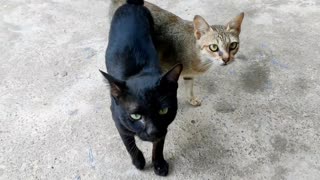 FUNNY ANIMAL PET VIDEO - Two cats are very hungry and ask for food, they thank me