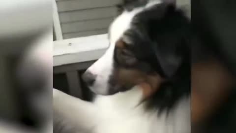Funny dog recitation