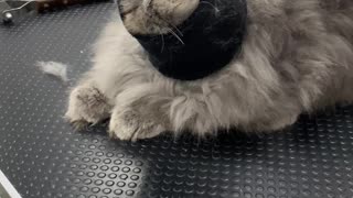 Fluffy Cat Wears Headband While Getting Groomed