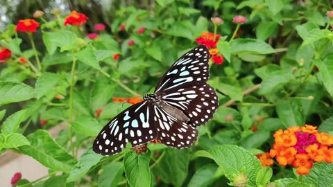 Beautiful Butterfly on flowers