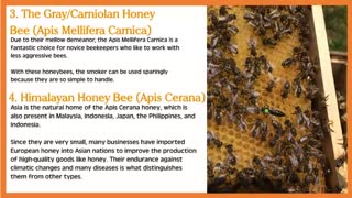 Best Bees for Honey