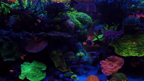 400 gallon reef tank