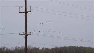 The Gaggle Of Geese Gathering In Grunthal