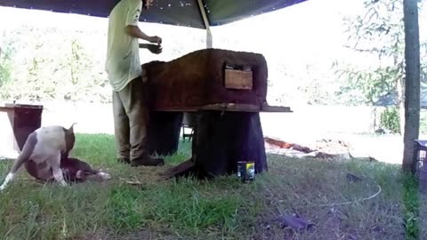 Building a clay stove - Construindo um fogão de cob(barro)