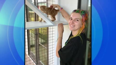 Man known as _Catio Guy_ builds customized jungle gyms for cats ABC News