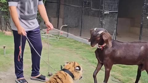 Goat vs tiger ! Great have no fear from tiger..