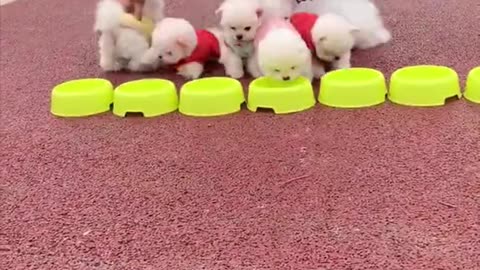 Cute and Funny Pomeranian Videos 2 #Shorts