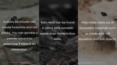 WHAT ARE SIGNS OF RAT INFESTATION? RAT PEST CONTROL PORTSMOUTH, SOUTHAMPTON, BASINGSTOKE
