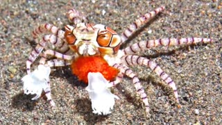 The Unique Survival ability of The Boxer Crab