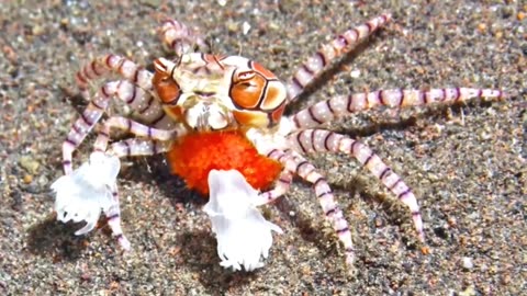The Unique Survival ability of The Boxer Crab