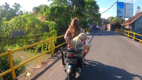 Woman in a face mask riding a motorbike with two dogs