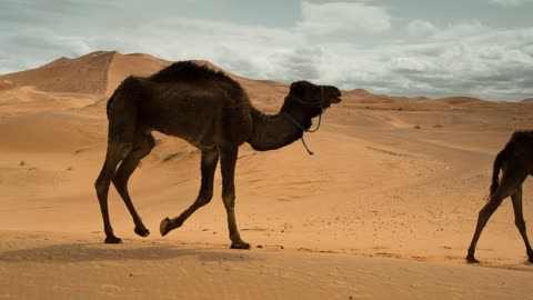 Camel walking in the desert