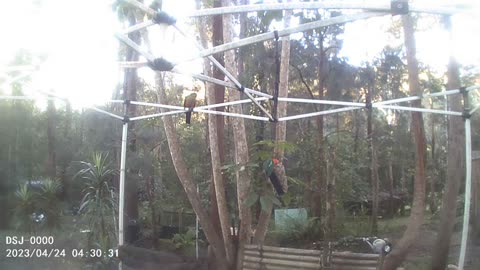 Two King Parrots Chilling