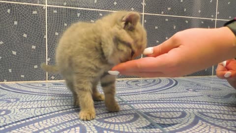 Kitten does not want to bath and meows loudly