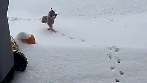 Circus tricks Stay out of the snow