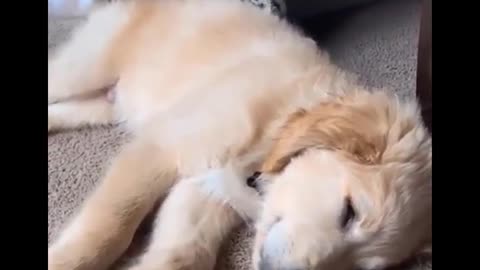 These Adorable Cute Golden Retriever Make Me Watch And Enjoy Every Day💖 | Cute Puppies