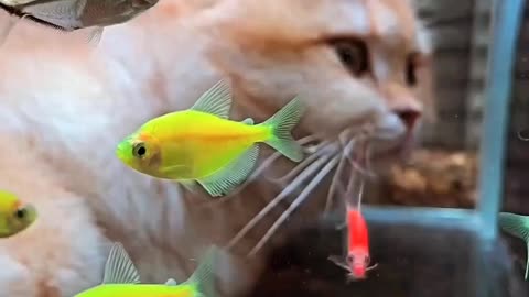 Curious Cat Explores Underwater Tunnel Aquarium