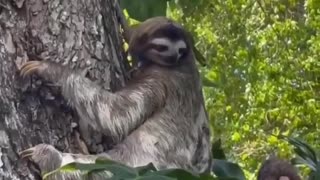 Slow Sloths