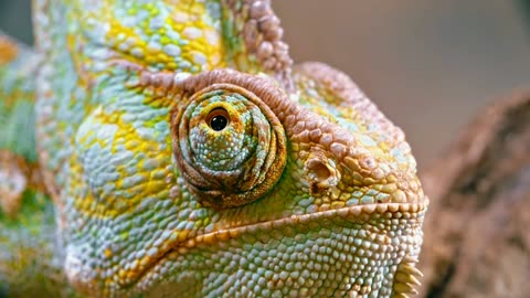 Closeup video of chameleons eye