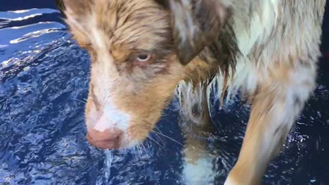 Super cute puppy playing in his pool