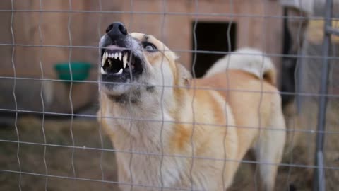 Angry dog barking in a cage